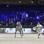 Yearling Female Silver Champion: D Shihanah (FA El Rasheem X D Shahla)