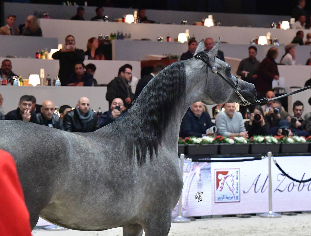 Yearling Female Bronze Champion: Israa AH (Wadee Al Shaqab X Zhared Dreamz JTA)