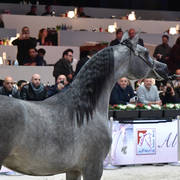 Yearling Female Bronze Champion: Israa AH (Wadee Al Shaqab X Zhared Dreamz JTA)