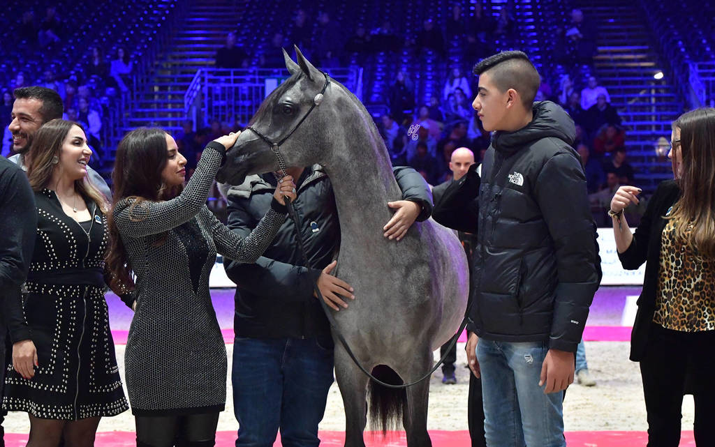 Yearling Female Bronze Champion: Israa AH (Wadee Al Shaqab X Zhared Dreamz JTA)