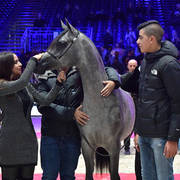 Yearling Female Bronze Champion: Israa AH (Wadee Al Shaqab X Zhared Dreamz JTA)