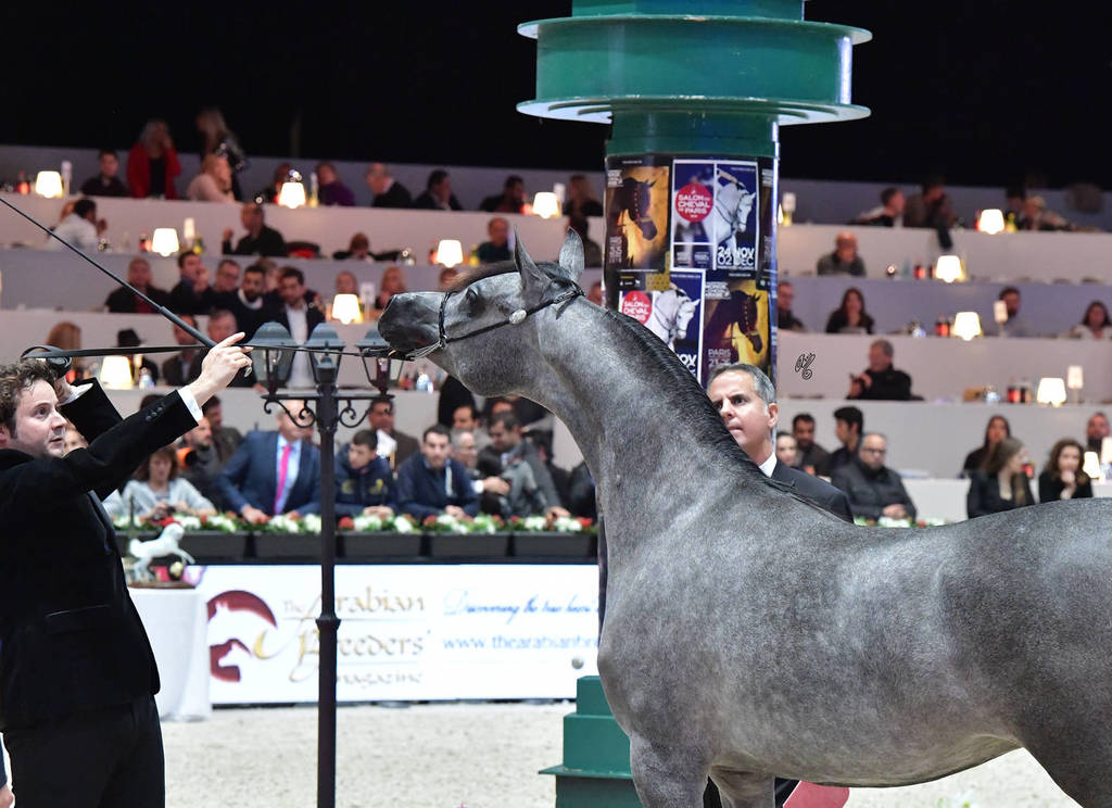 Yearling Female Bronze Champion: Israa AH (Wadee Al Shaqab X Zhared Dreamz JTA)