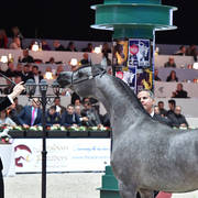 Yearling Female Bronze Champion: Israa AH (Wadee Al Shaqab X Zhared Dreamz JTA)