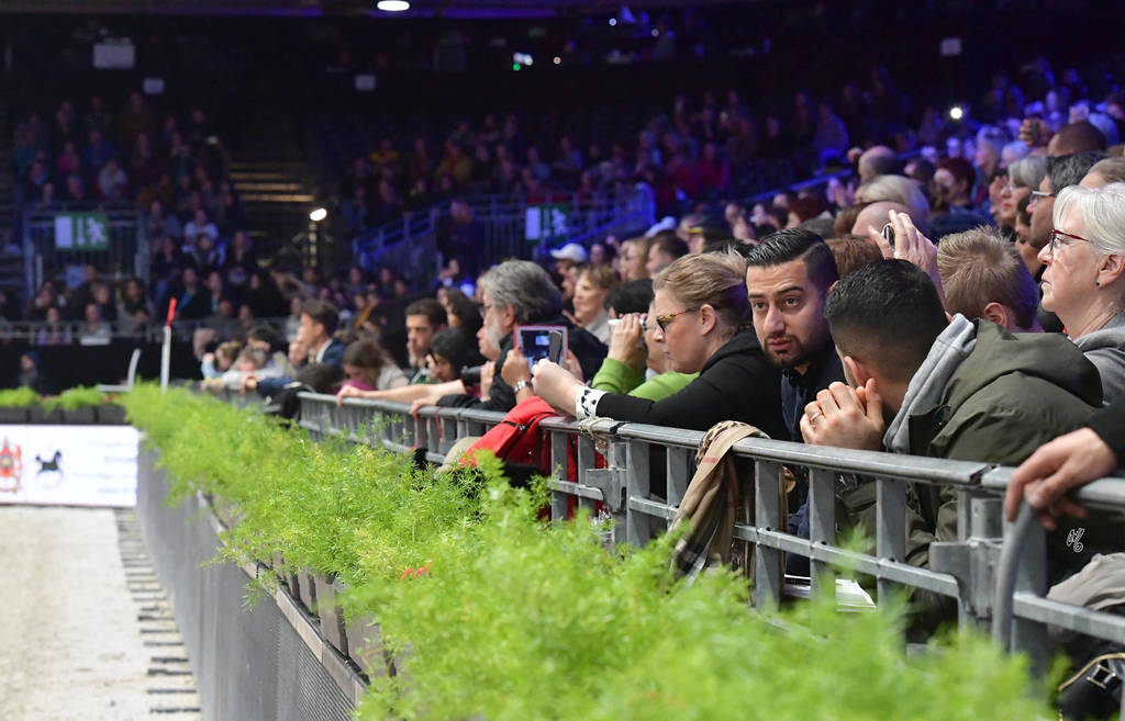 Lisa Abraham: The 2018 Arabian Horse World Championship Photo Gallery