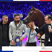 Lisa Abraham: The 2018 Arabian Horse World Championship Photo Gallery