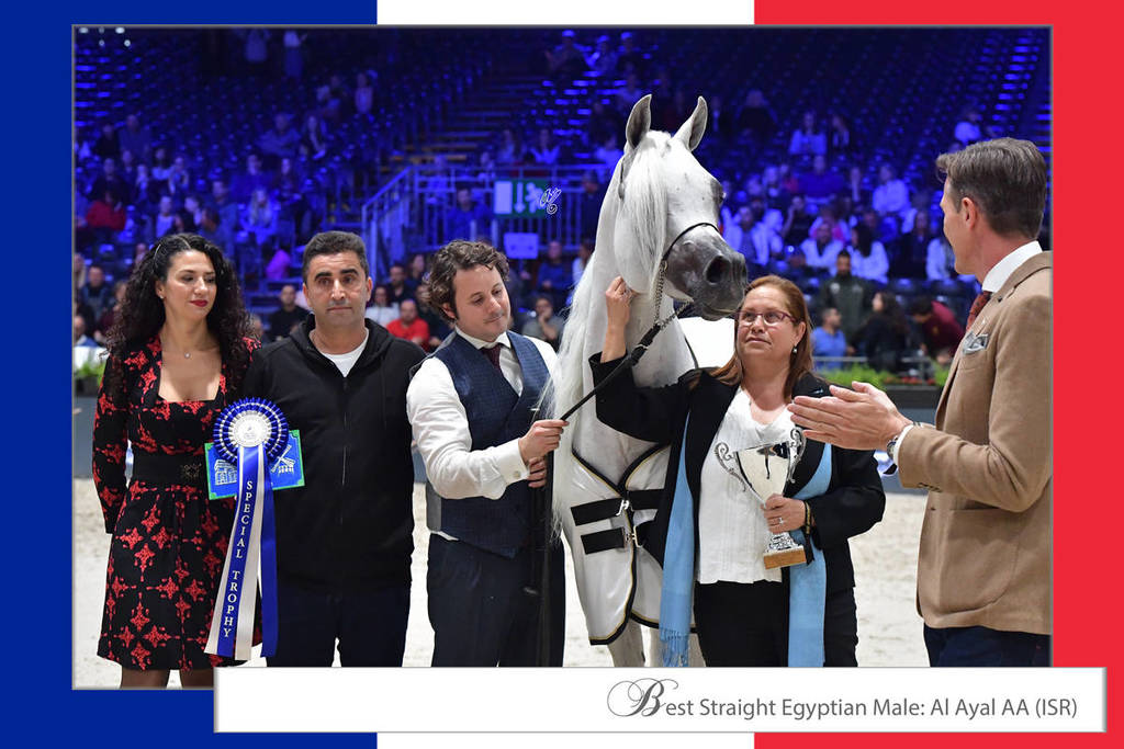 Lisa Abraham: The 2018 Arabian Horse World Championship Photo Gallery