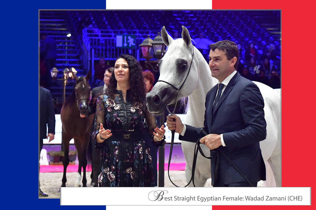 Lisa Abraham: The 2018 Arabian Horse World Championship Photo Gallery
