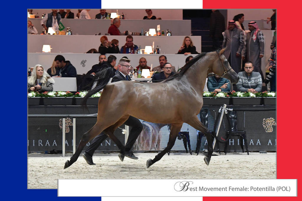 Lisa Abraham: The 2018 Arabian Horse World Championship Photo Gallery