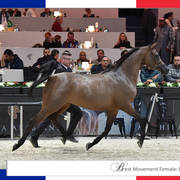 Lisa Abraham: The 2018 Arabian Horse World Championship Photo Gallery