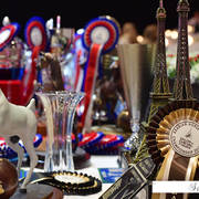 Lisa Abraham: The 2018 Arabian Horse World Championship Photo Gallery