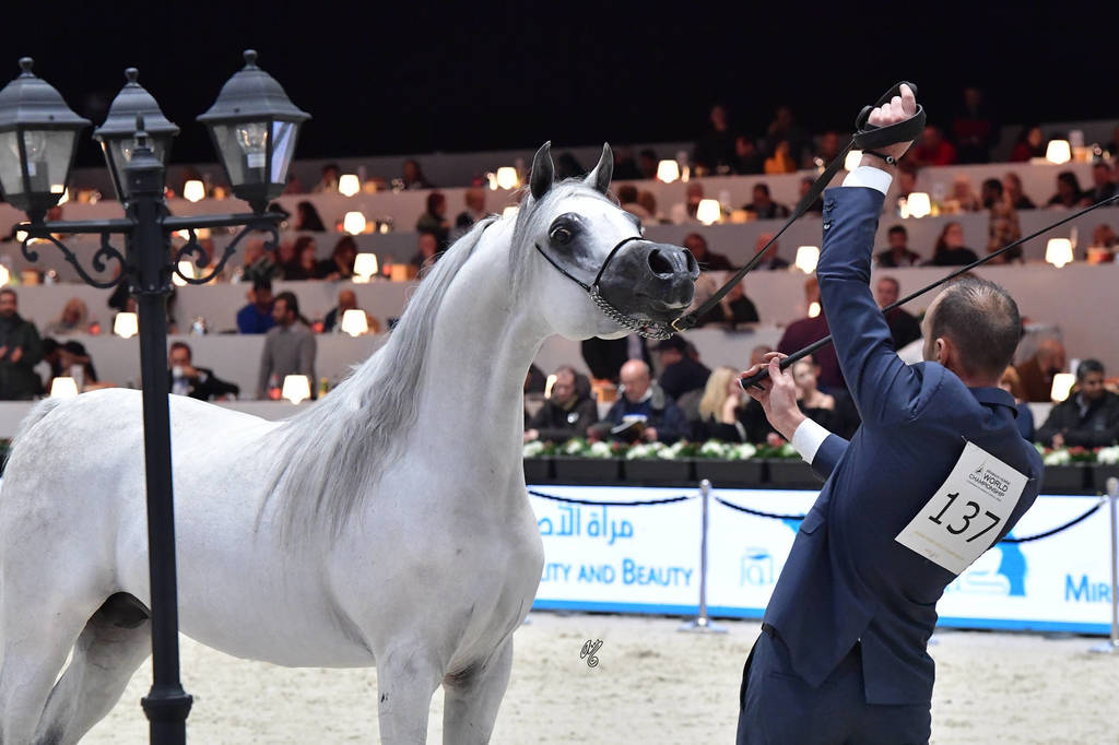 Senior Stallion: E.S. Sarab