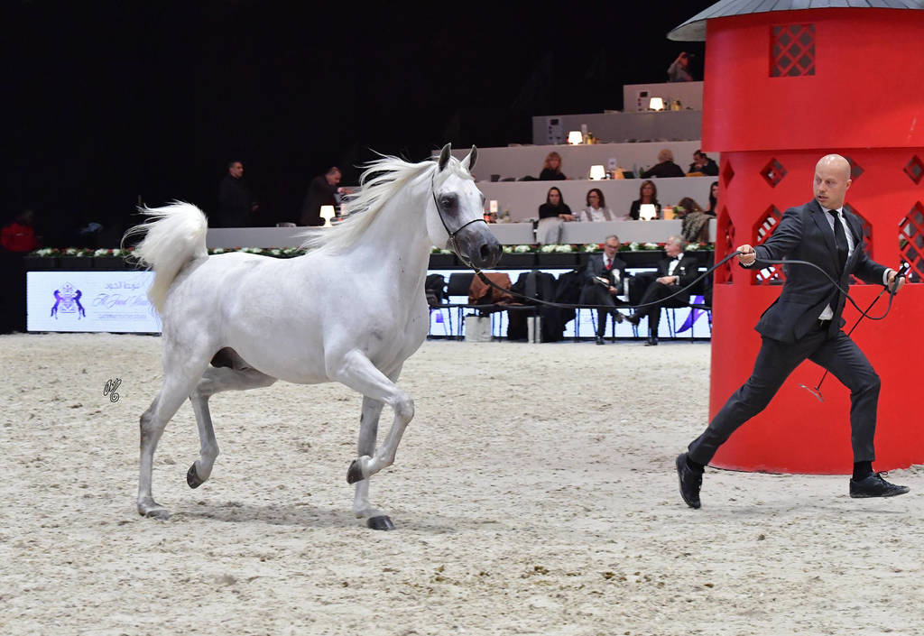 Senior Stallion: Atius O