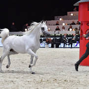 Senior Stallion: Atius O