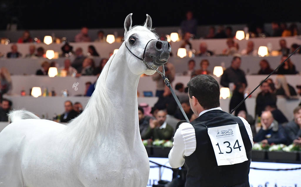 Senior Stallion: PSE Al Rakhan