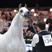 Senior Stallion: PSE Al Rakhan