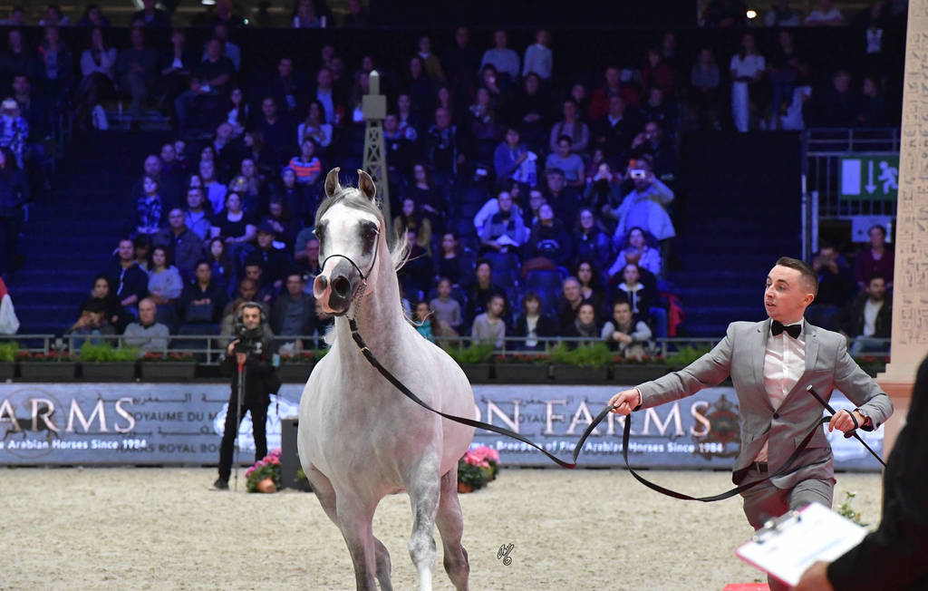 Senior Stallion: Bebars Al Farida