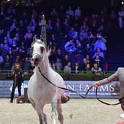 Senior Stallion: Bebars Al Farida