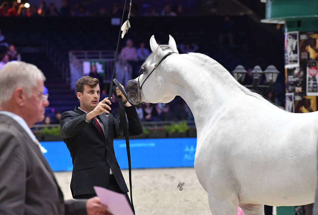 Senior Stallion: Cap Byanco