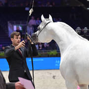 Senior Stallion: Cap Byanco