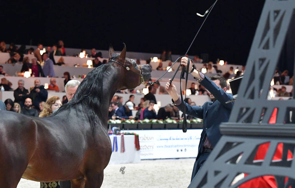 Senior Stallion: AJA Wictor