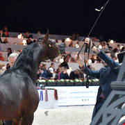 Senior Stallion: AJA Wictor