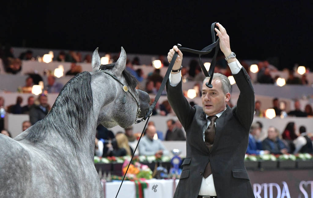 Junior Colt: D Arghad