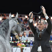 Junior Colt: D Arghad