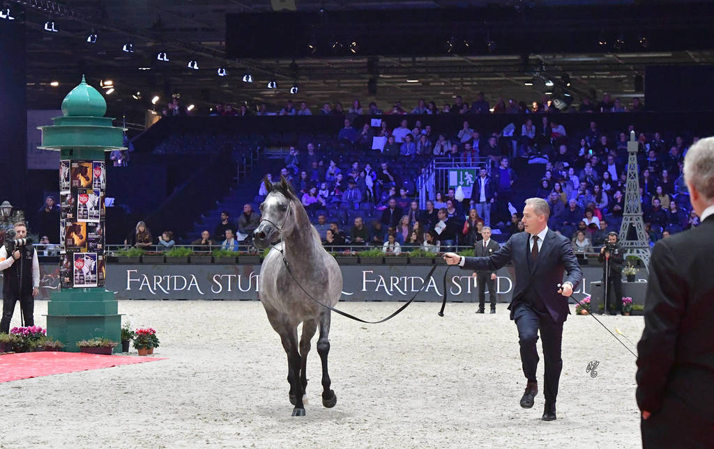 Junior Colt: D Arghad