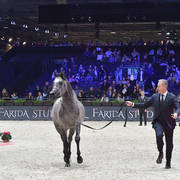 Junior Colt: D Arghad