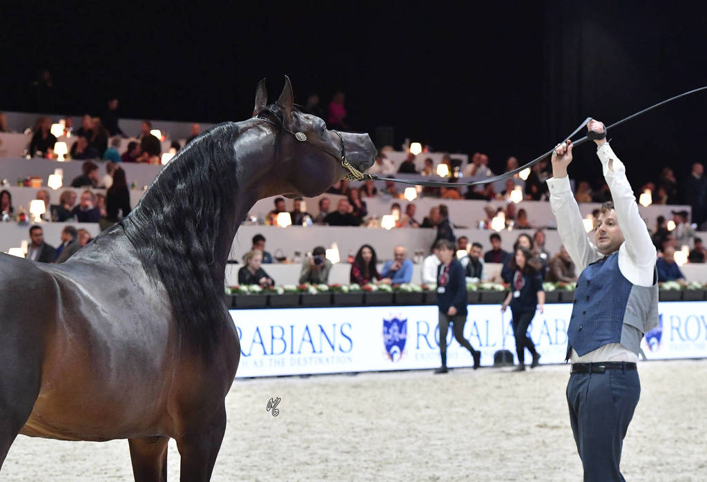 Junior Colt: Sultan GK