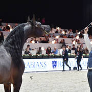 Junior Colt: Sultan GK