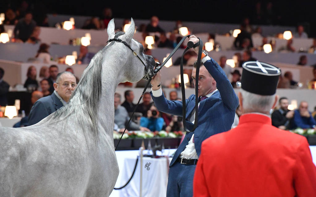 Junior Colt: El Valentino