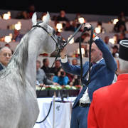 Junior Colt: El Valentino