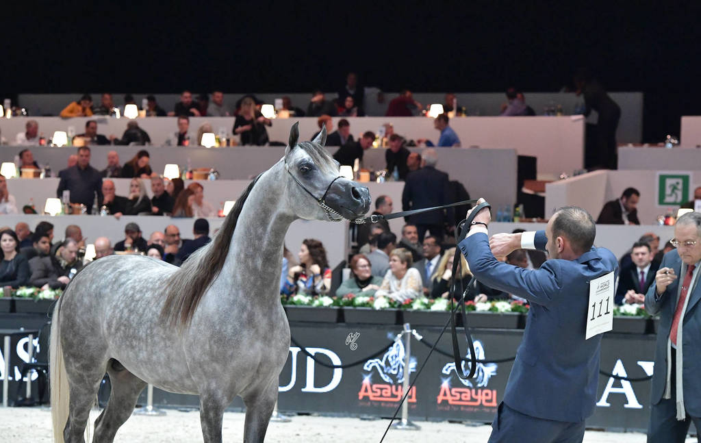 Junior Colt: TGA Rahees