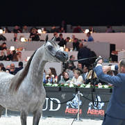 Junior Colt: TGA Rahees