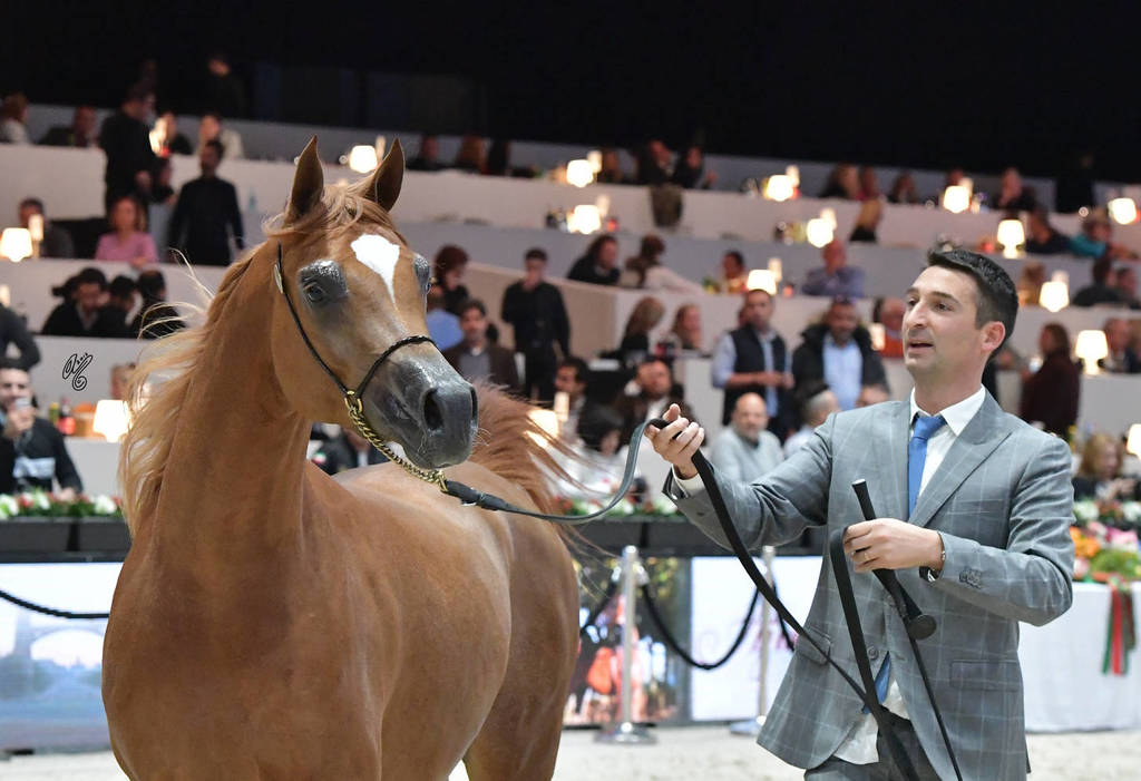 Junior Colt: D Shallal