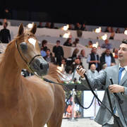 Junior Colt: D Shallal