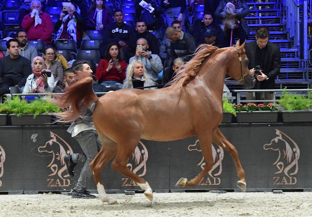 Junior Colt: D Shallal