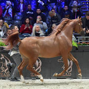 Junior Colt: D Shallal