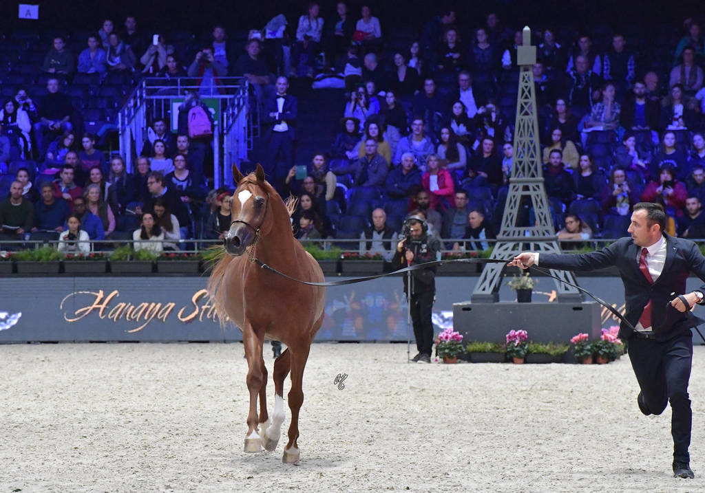 Junior Colt: D Shallal