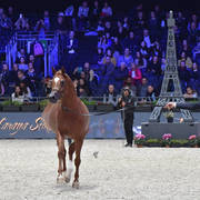 Junior Colt: D Shallal