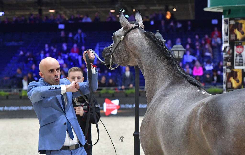 Yearling Colt: Maher Al Sayed