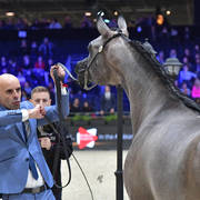 Yearling Colt: Maher Al Sayed