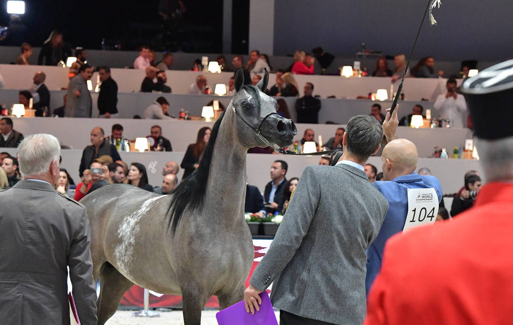 Yearling Colt: Maher Al Sayed