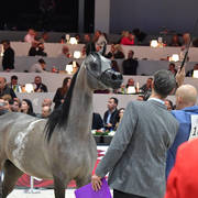 Yearling Colt: Maher Al Sayed