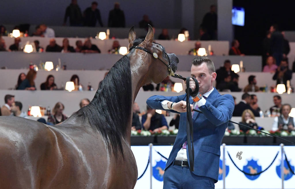 Senior Mare: Wahaj AT