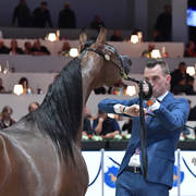 Senior Mare: Wahaj AT