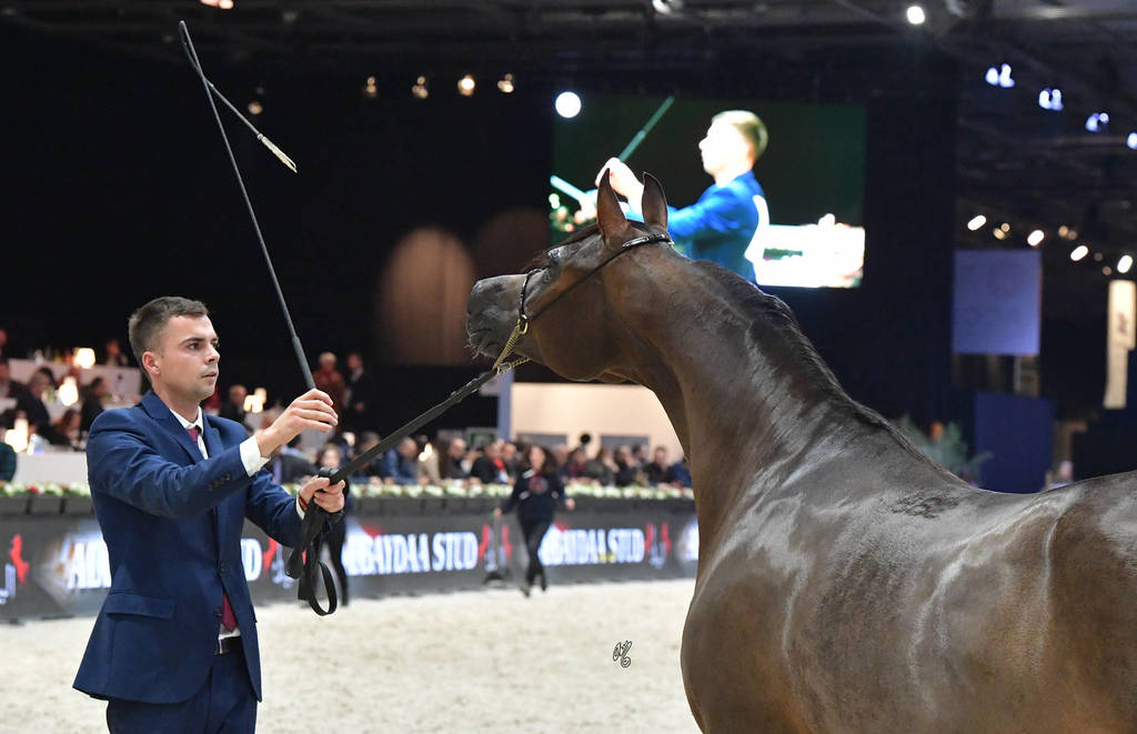 Senior Mare: Palatina