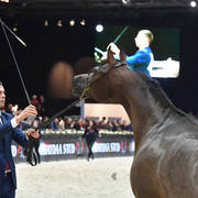 Senior Mare: Palatina