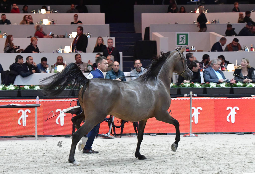 Senior Mare: Palatina